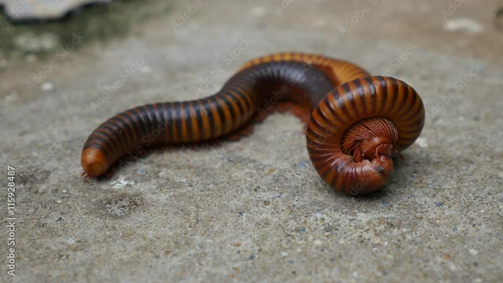 Large Millipede Mating Large Millipede Mating