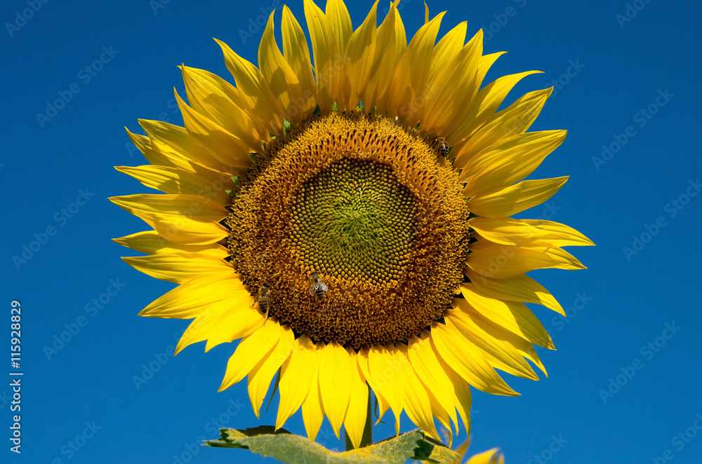 Sunflower against the sky. Sunflower and bees close-up. Sunflower against the sky. Sunflower and bees close-up.
