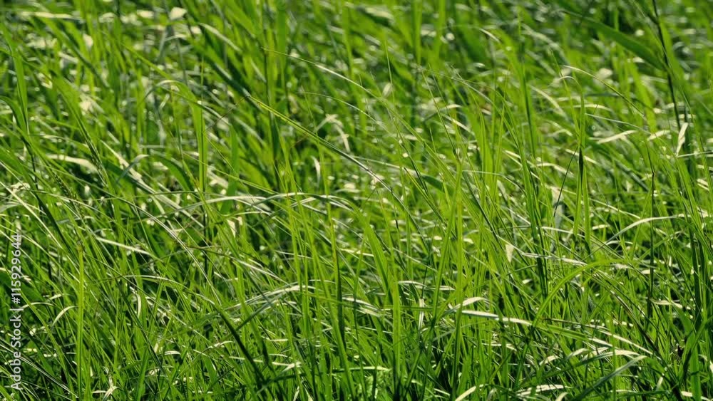Field Of Wild Grass In Breeze Field Of Wild Grass In Breeze