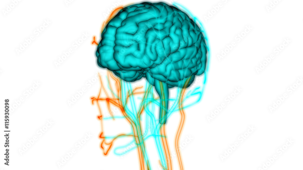 Human Brain with Nerves, Veins and Arteries Anatomy Stock Illustration ...