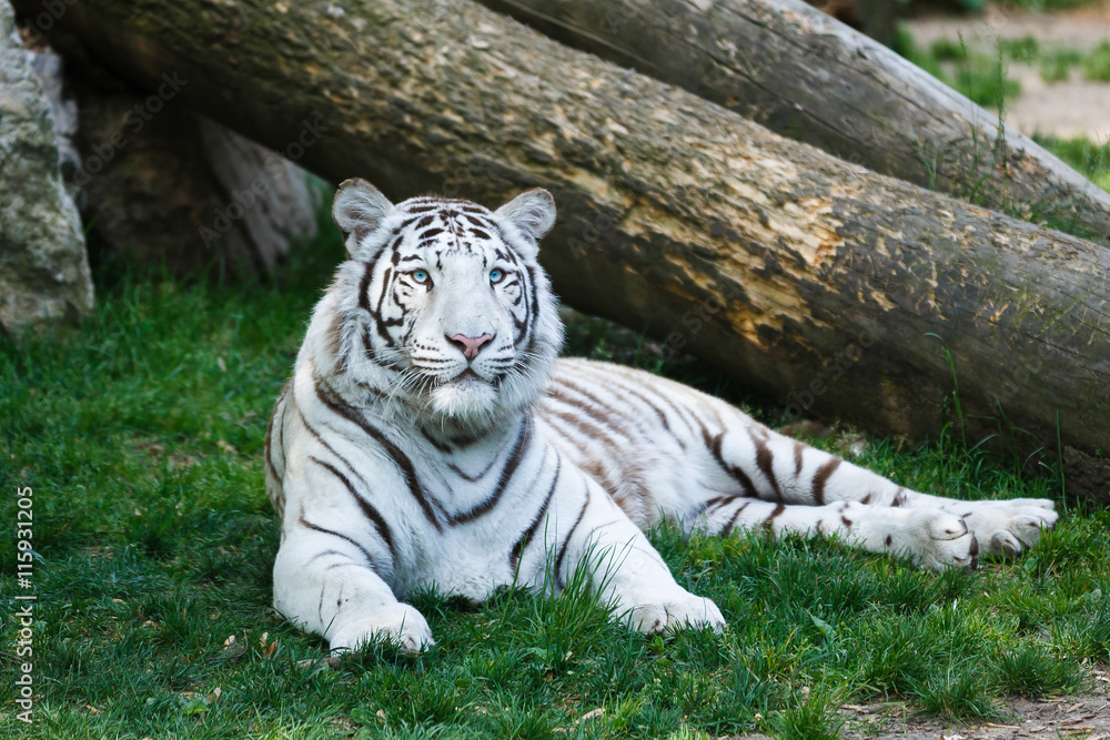 Fototapeta premium Biały tygrys