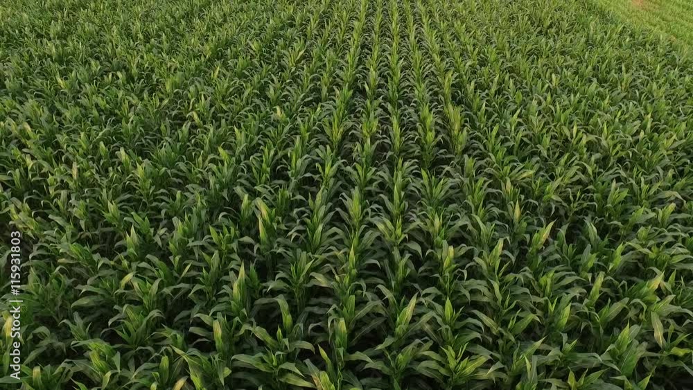 Aerial shot of green corn maize fields ripening at summer Aerial shot of green corn maize fields ripening at summer