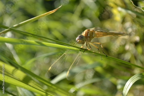 Dragonfly