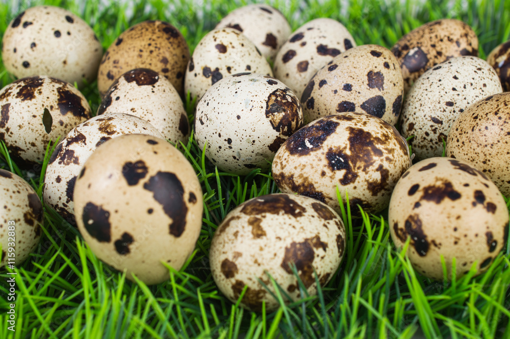 Quail eggs on green grass close-up.