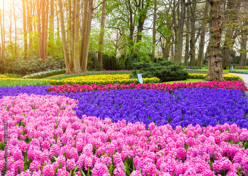 Beautiful blooming flowers ...