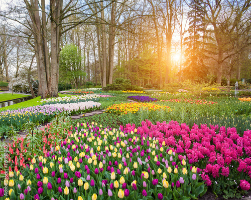 Beautiful blooming flowers ...