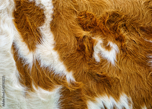 cow fur background (42)