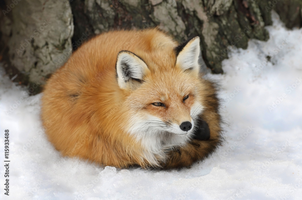 Obraz premium renard au repos