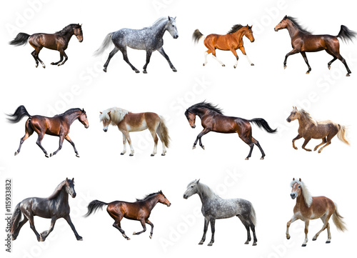 Fototapet Horses collection isolated on the white background