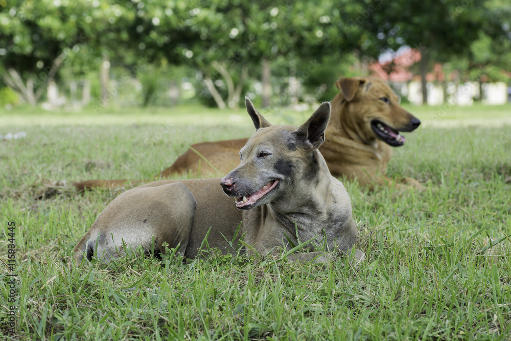 Two dog lying on the lawn . Two dog lying on the lawn .