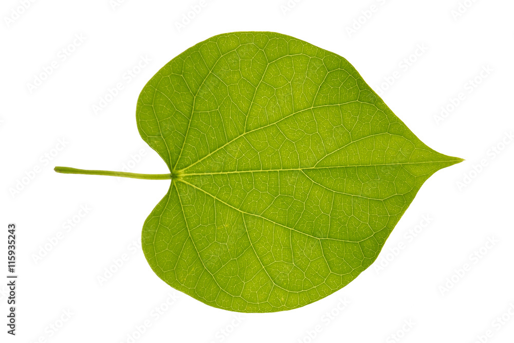 Obraz premium Green leaf close up isolated