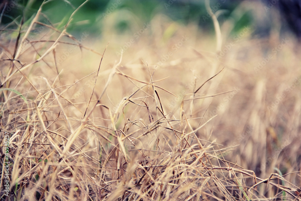Dry wild grassland in a countryside Dry wild grassland in a countryside