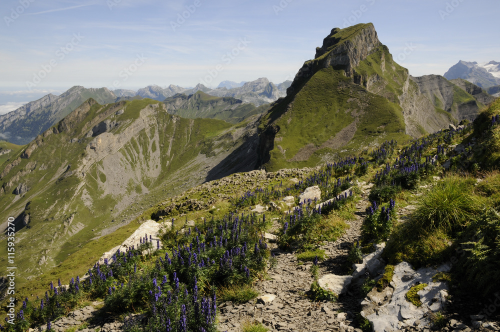 Blauer Eisenhut am Forstberg Blauer Eisenhut am Forstberg