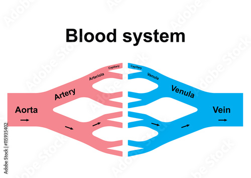 Blood circulation system