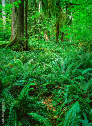 Forest with fern