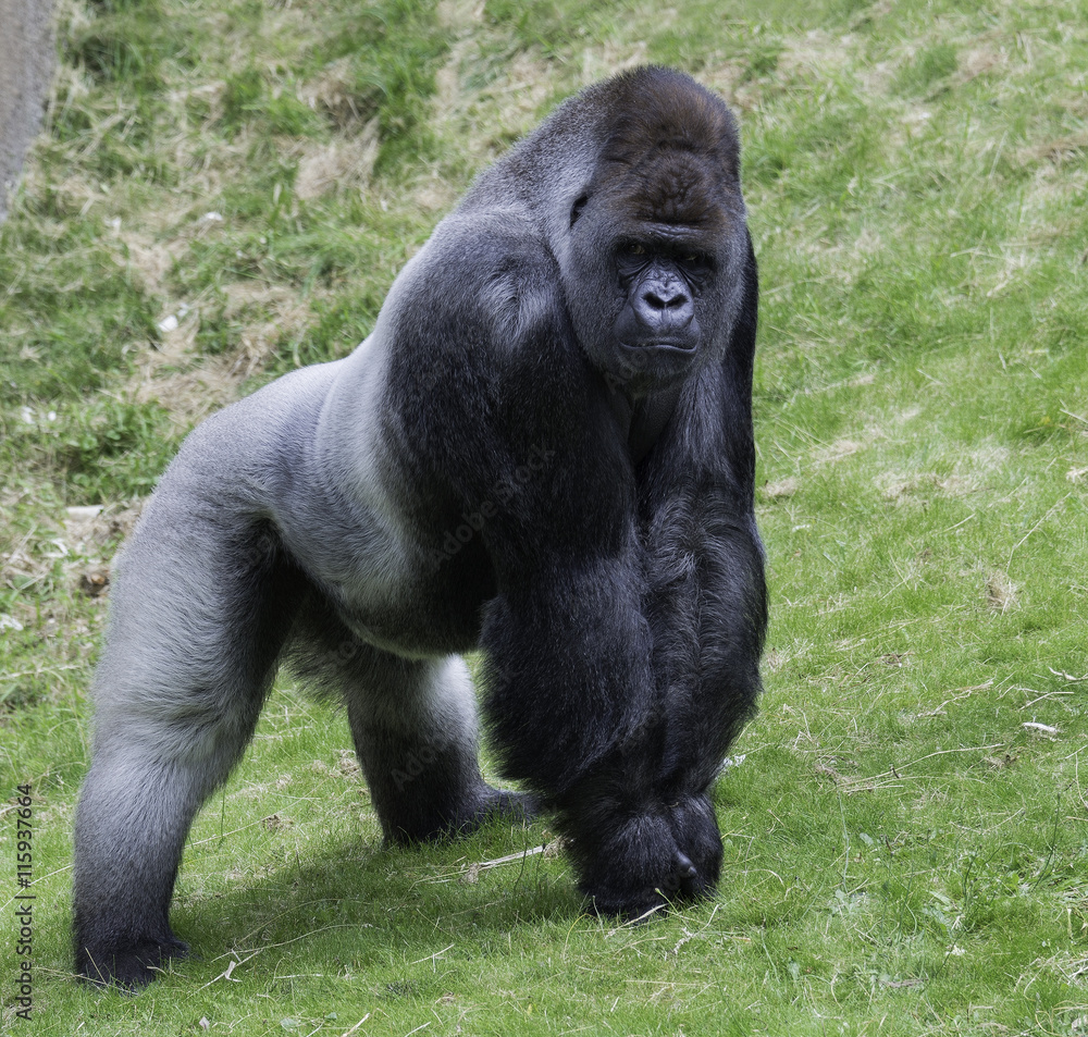 big gorilla showing his power