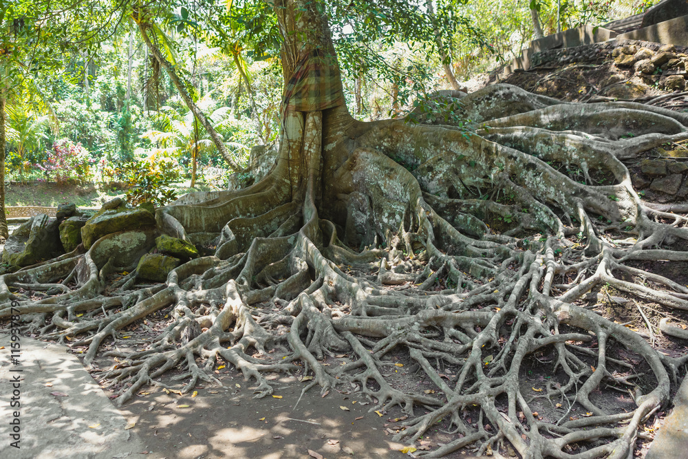 Tropical tree roots in the forest, Bali, Indonesia 