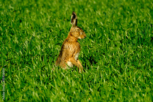 Wild hare in the green field. back view © Anton Gvozdikov