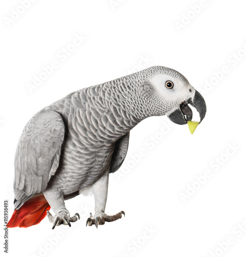 Jaco parrot and pieces of raw potato isolated