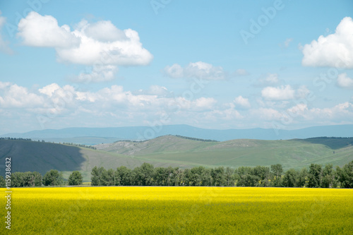 Beautiful cultivated yellow field. Hilly landscape