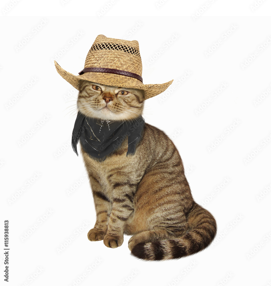 A Scottish Straight cat in cowboy hat and scarf on white background. Stock  Photo | Adobe Stock