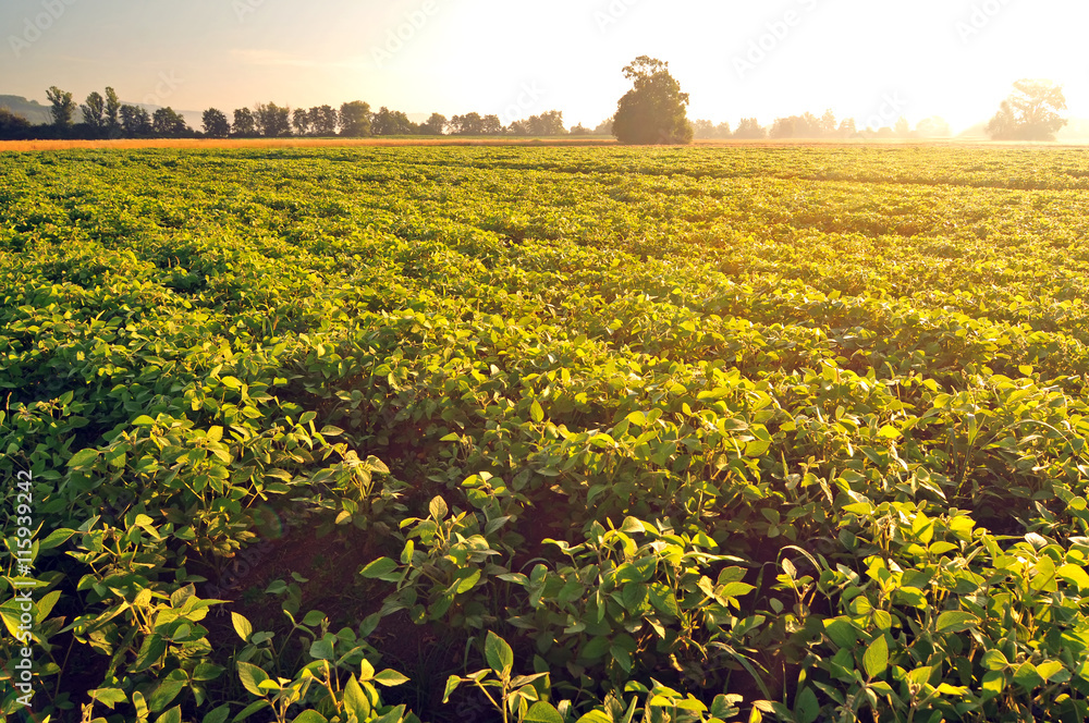 Soybean field in early morning light