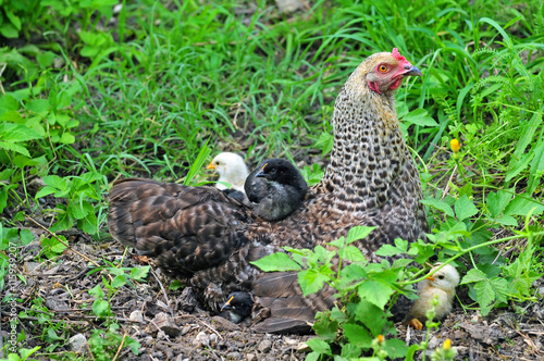 Young chicken resting on mother hen s back