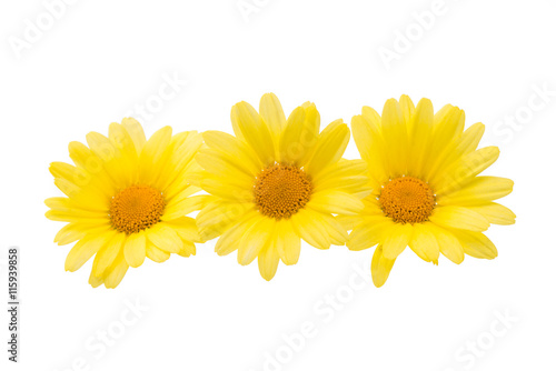 Fototapeta Naklejka Na Ścianę i Meble -  yellow daisy isolated