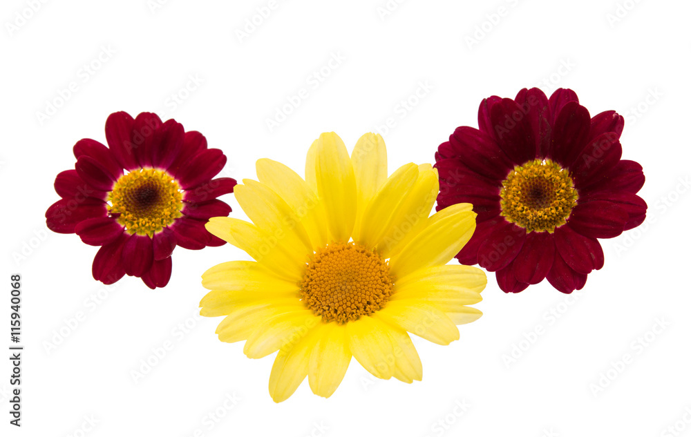yellow daisy isolated yellow daisy isolated