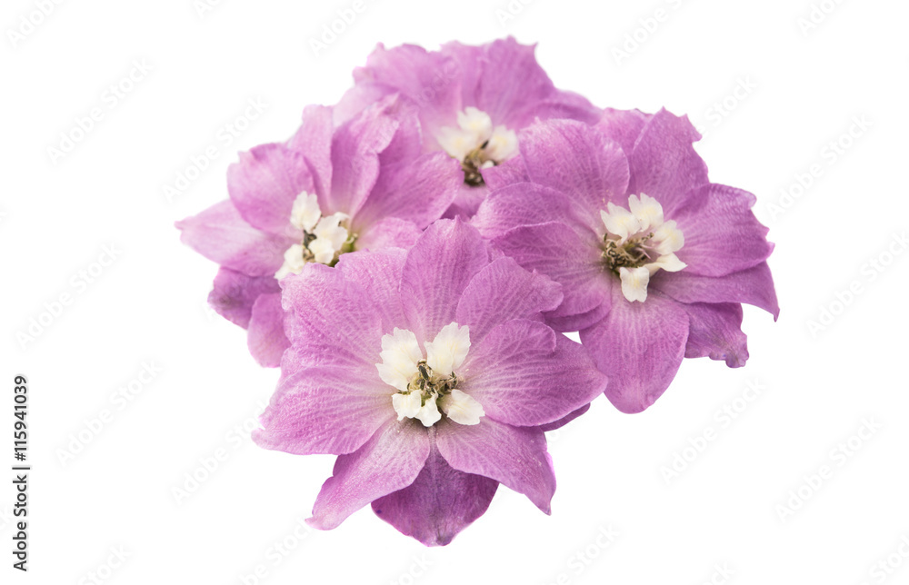 violet delphinium flower isolated
