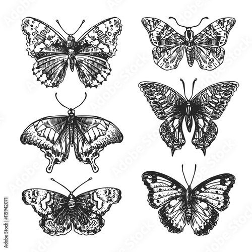 hand drawn butterflies