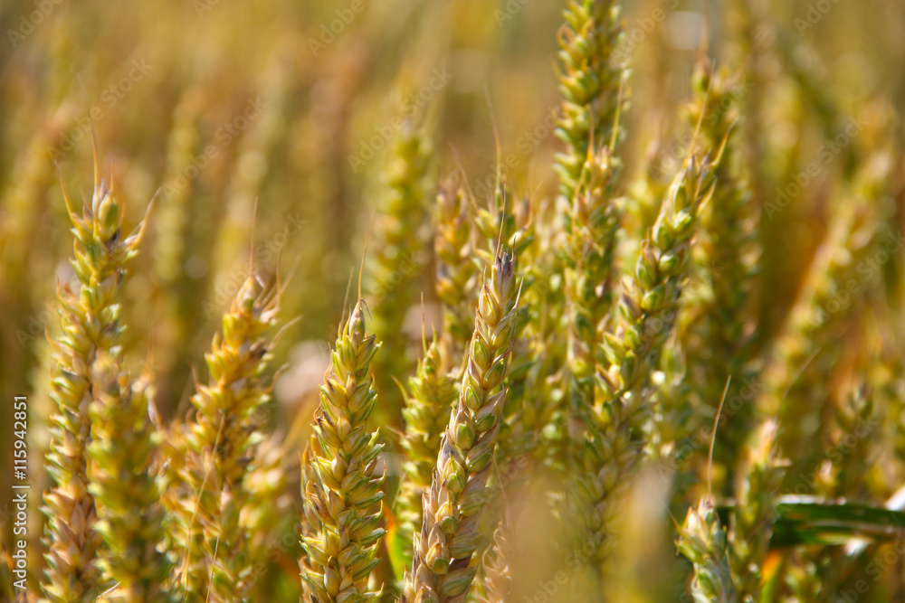 Wheat field close-up