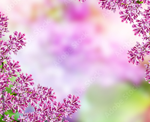 Spring landscape. Fragrant branch of beautiful flowers lilac.