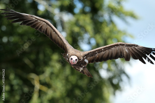 Close up of a White-headed vulture in flight