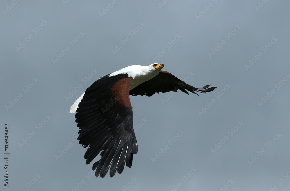 Naklejka premium Close up of an African Fish Eagle in flight