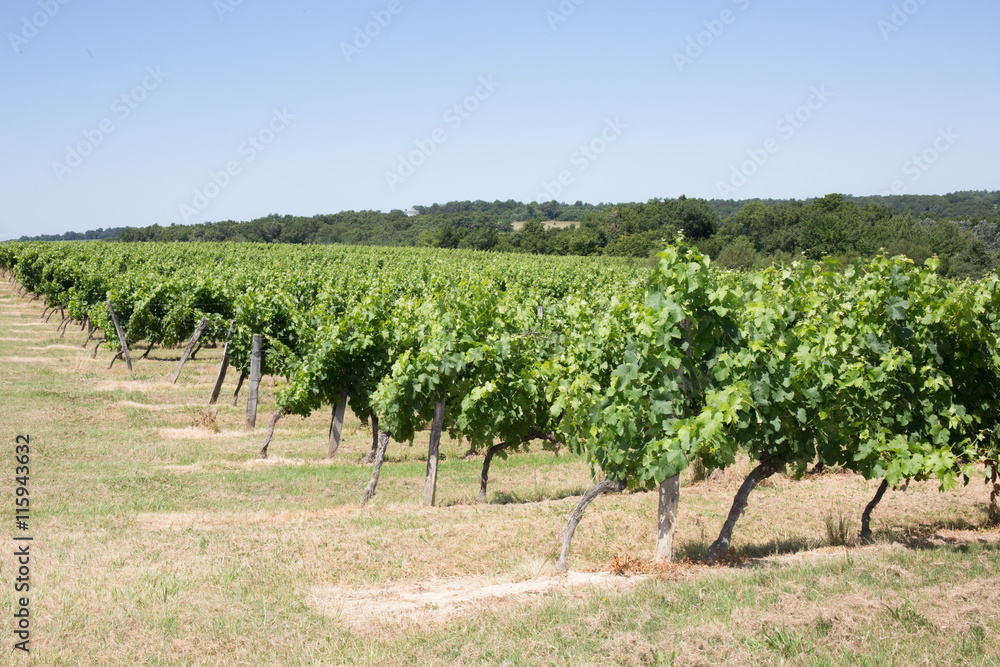 Vineyard - Bordeaux Vineyard-France, beautiful under blue sky