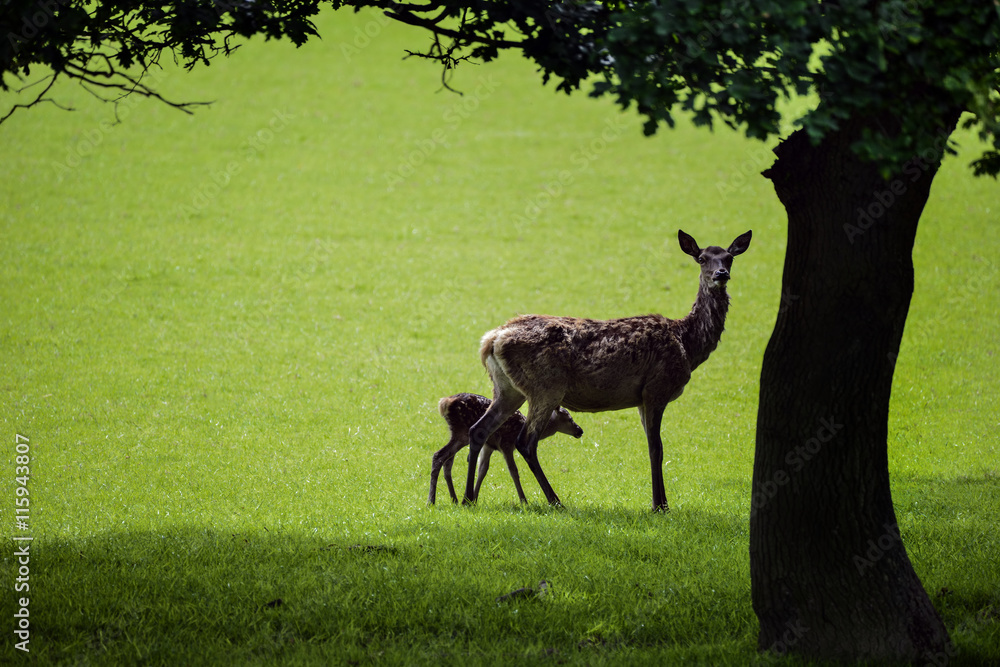Fototapeta premium Red deer cervus elaphus doe and fawn walking in sunlight in silh