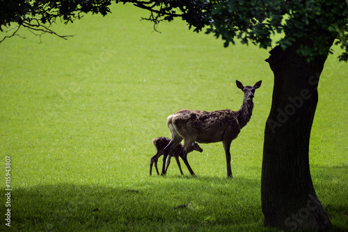 Red deer cervus elaphus doe and fawn walking in sunlight in silh © veneratio