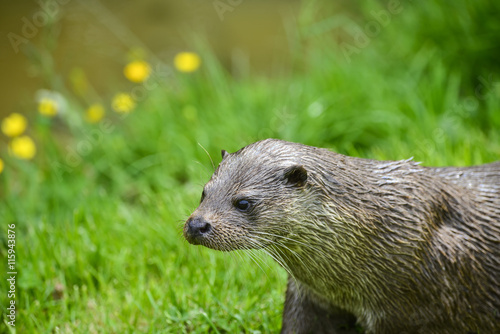 Otters on riverbank in lush green grass of Summer in sunlight