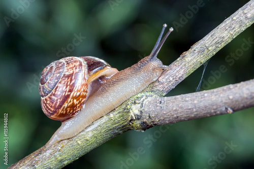 Little garden snail crawling on a branch photo