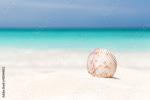 Sea shell on the white sandy beach
