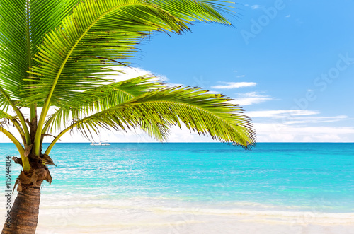 Coconut Palm trees on white sandy beach © preto_perola