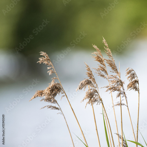 Shallow depth of field view of reeds over lake in Summer season