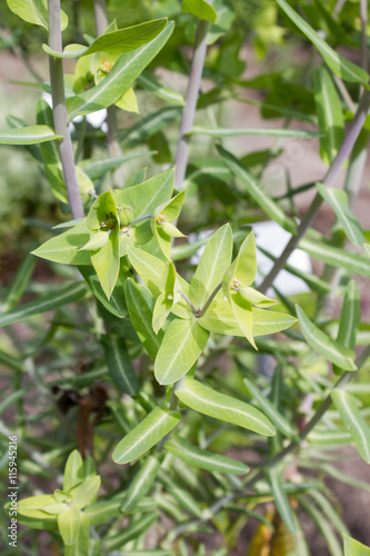 Die Kreuzblättrige Wolfsmilch (Euphorbia lathyris) ist eine Pflanzenart in der Gattung Wolfsmilch (Euphorbia) aus der Familie der Wolfsmilchgewächse (Euphorbiaceae).