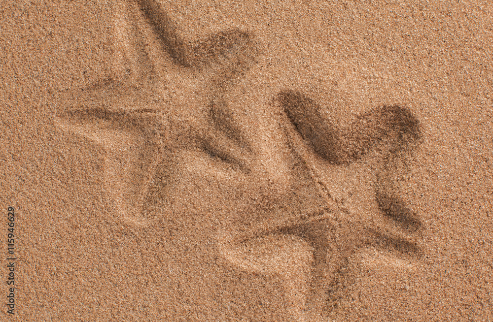Starfish and shells with sand as background. Sand texture
