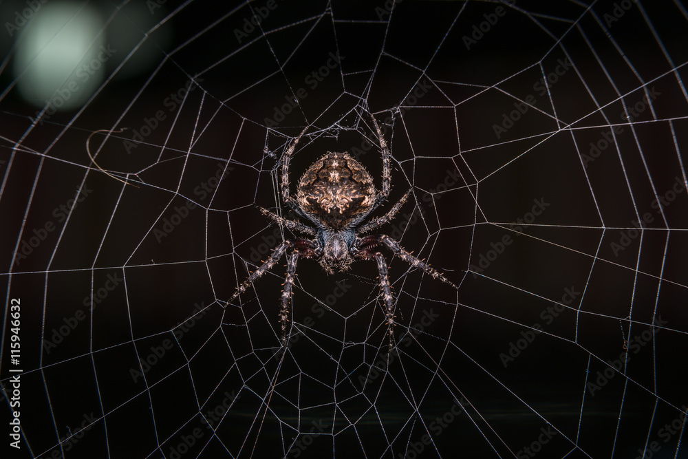 Orb Weaver Spider - Neoscona arabesca
Orb Weaver Spider - Neoscona arabesca