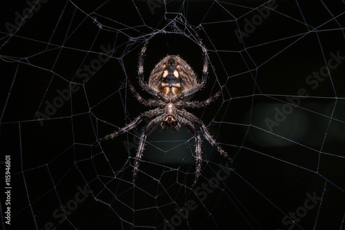 Orb Weaver Spider - Neoscona arabesca 