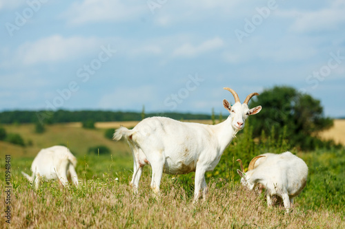 Milk goats feeding on a pasture
