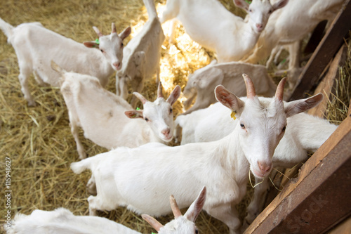 Goatlings on animal farm