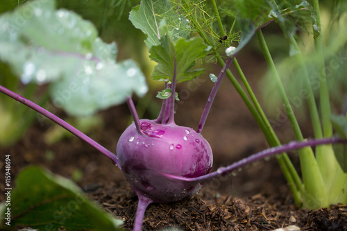 Purple kohlrabi growing photo